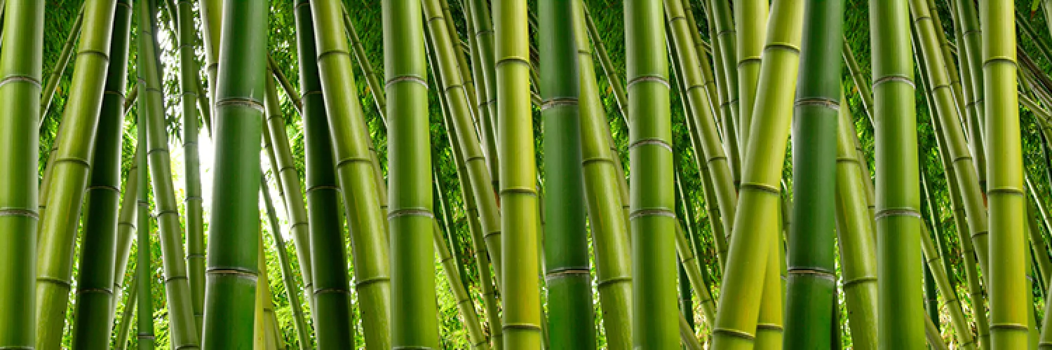 Cos'è, dove Nasce e come si Lavora il bamboo